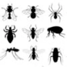 Élősködők-rovarok